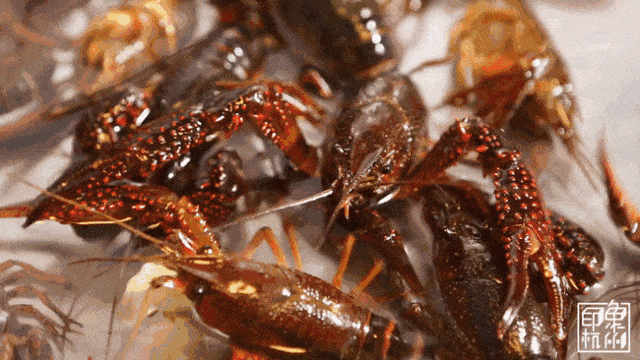 How to Buy and Clean Crayfish Like a Pro
