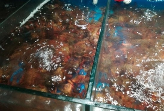 Everything You Need to Know about Crayfish in China raise in seafood pool Seafood pool