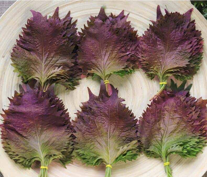 Purple Perilla Taste Reviews