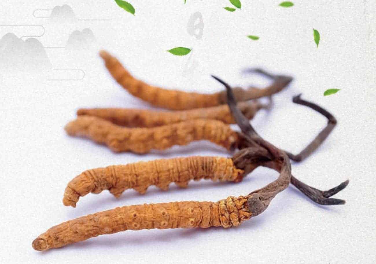 Caterpillar Fungus Taste Review and Cooking Tips