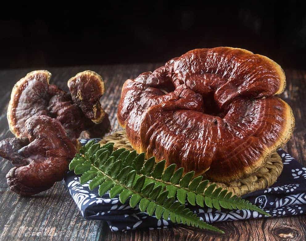 Reishi Mushroom Taste Reviews and Cooking Guide