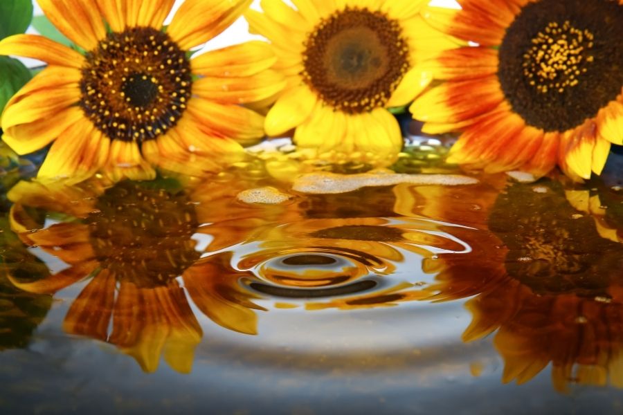 What is Sunflower Cooking Oil