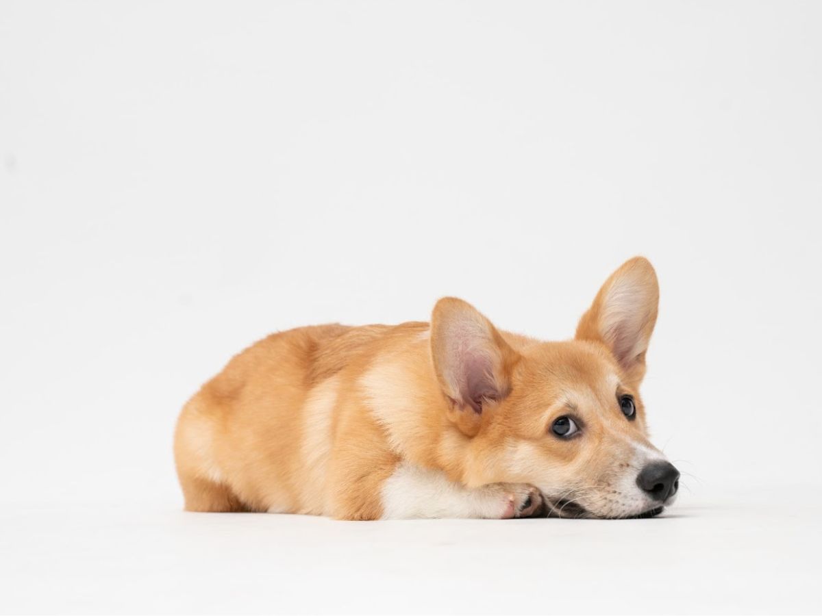 Preparing Your Living Room Before Bringing Home A Puppy